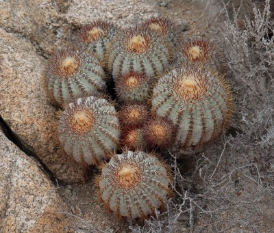 Cop14_tigrillo_20_2233-aa.jpg