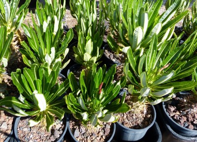 Pachypodium ambogense, Knospe (800x576).jpg