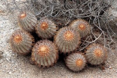 Cop15_guanillos_60_0556-aa.jpg