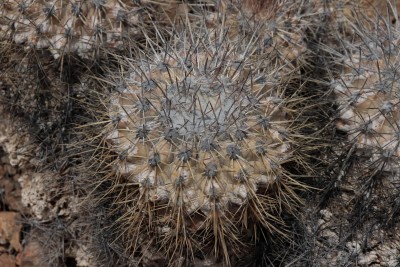 Cop18_Pan_25_2820-a.jpg