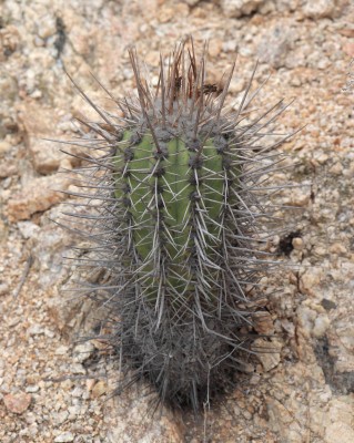 Cop18_Castillo_27_2887-aa.jpg
