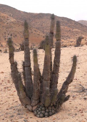 Cop18_Castillo_40_2916-a.jpg