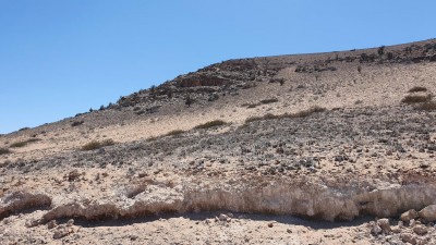 Cop21_algarrobensis_05_20241130_120804-a.jpg