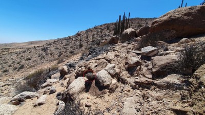 Cop21_algarrobensis_10_20241130_122848-b.jpg