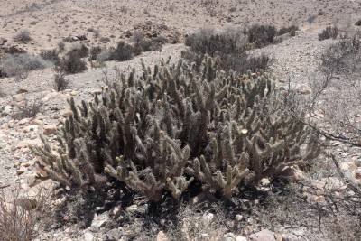 Cop22_rubispina_10_3772-a.jpg