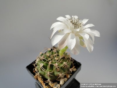 Gymnocalycium fricianum 2010 Juli10 004_klein.jpg