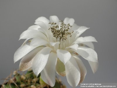 Gymnocalycium fricianum 2010 Juli10 006_klein.jpg