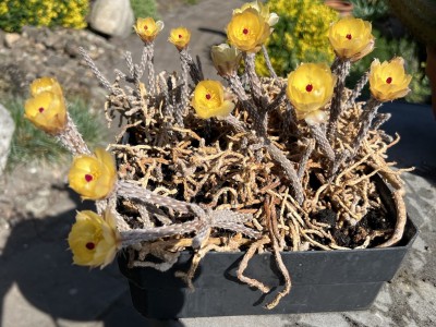 IMG_6322 Kopie.jpeg (532.99 KiB) 5402 mal betrachtet Pterocactus kuntzei