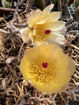 IMG_6346 Kopie.jpeg (734.05 KiB) 4866 mal betrachtet Pterocactus kuntzei