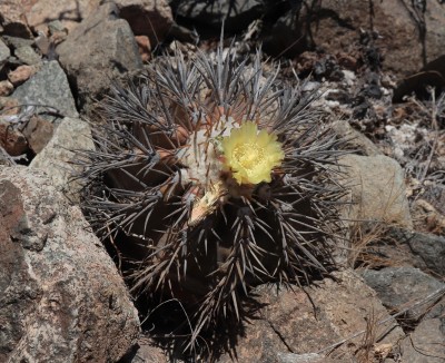 Cop24_echinoides_64_6272-a.jpg
