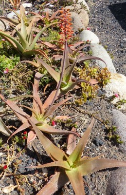 Aloe haggeherensis (3) - Kopie.JPG