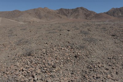 Cop25_megarhiza_02_8995.jpg
