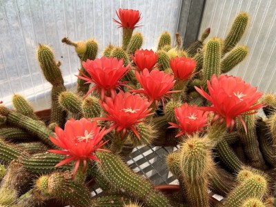 Echinopsis huascha