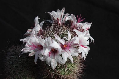Mammill_fraileana_9148-a.jpg