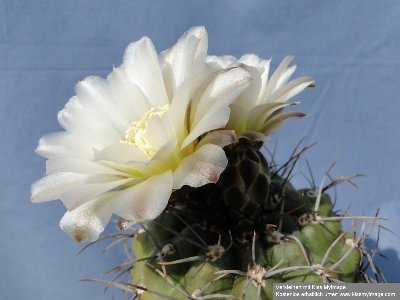 Gymnocalycium aff. gibbosum Blüte 2010 06 09_klein.jpg