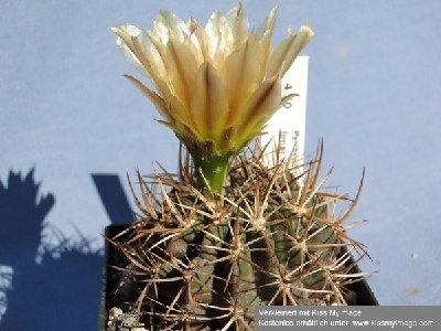 Eriosyce limariensis 2010 Juni21 049_klein.jpg