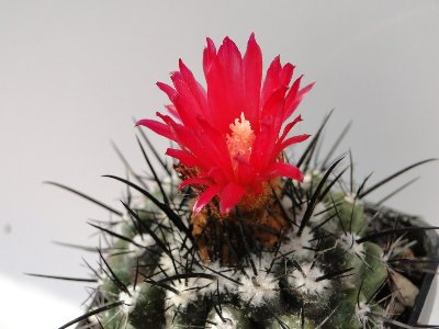 Parodia subterranea 2010 August10 003.jpg