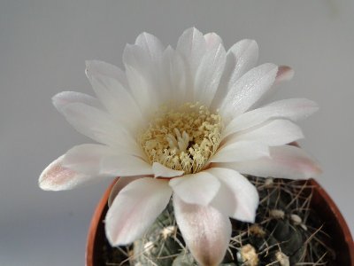 Gymnocalycium taningaense P212 2010 August9 005.jpg