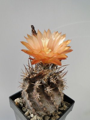 Eriosyce heinrichiana  FK81 2010 August13 029.jpg