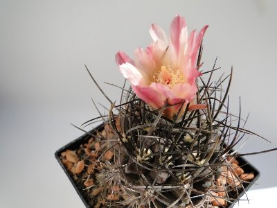 Eriosyce limariensis (Ho. nigrcans) 2010 Juli16 105.jpg