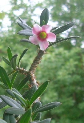 Pachypodium bispinatum 2.jpg