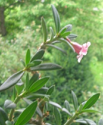 Pachypodium bispinatum 3.jpg