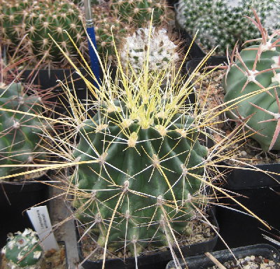 gelbdornige Form