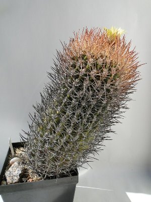Eriosyce bulbocalyx 2010 August31 006.jpg