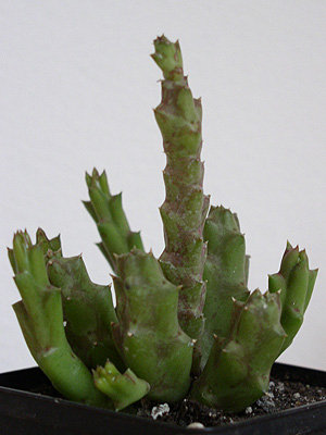 orbea.mutabilis.jpg