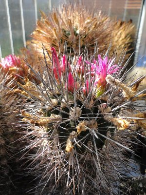 Eriosyce subgibbosa  2010 September06 011.jpg