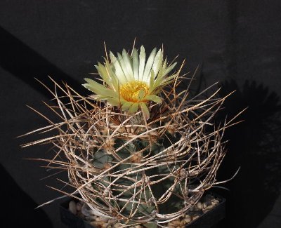 Astrophytum_capricorne_var_crassispinum_100906_1781-a.jpg