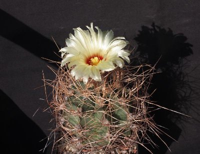 Astrophytum_senile_var_aureum_100906_1775.jpg