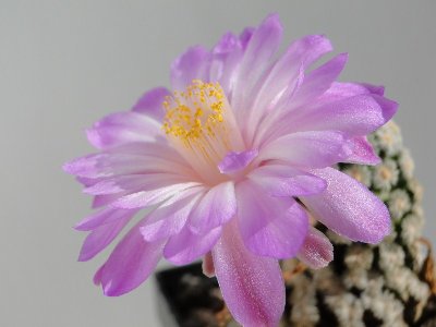 Mammillaria theresae 2010 September05 063.jpg