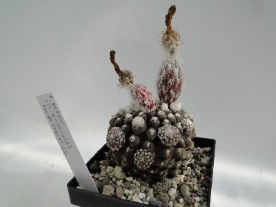 Eriosyce krausii (Th. malleolata) 2010 September12 016.jpg