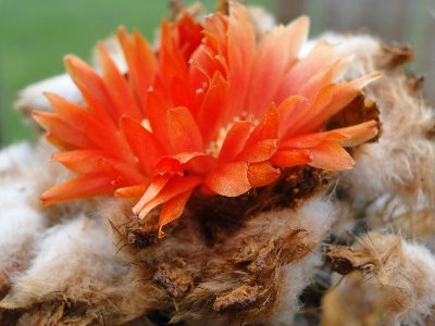 Parodia mairanana 2010 September15 020.jpg