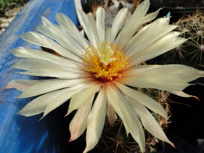 Coryphantha palmeri 3005 2010 September12 075.jpg