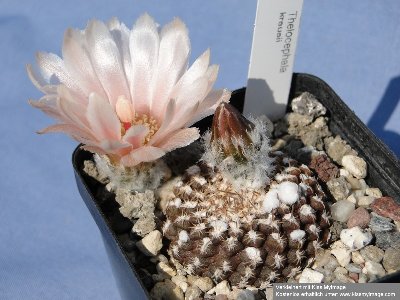Eriosyce krausii Blüte 2010 06 08_klein.jpg