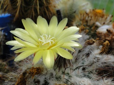 Parodia microsperma 2010 September24 005.jpg