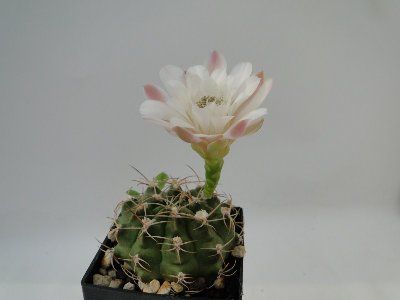 Gymnocalycium fricianum 2010 September24 037.jpg