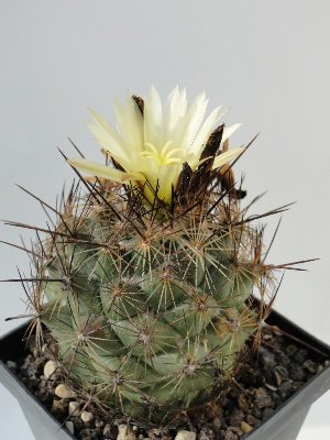 Coryphantha nickelsae SB552 2010 September24 020.jpg