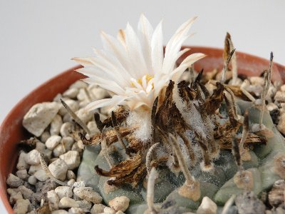 Turbinicarpus polaskii Rog1 2010 September24 012.jpg