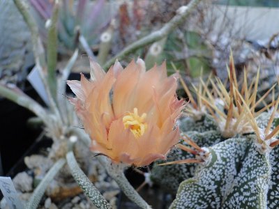 Astrophytum caput medusae 2010 Oktober11 017.jpg