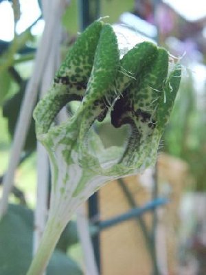 Ceropegia Hybr. Uranus.jpg