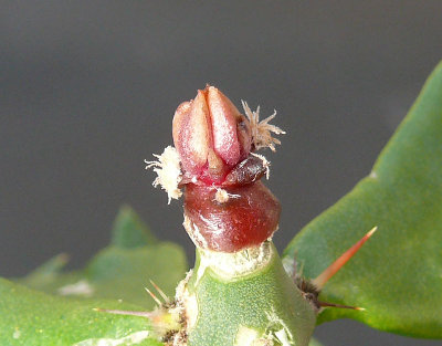 0215 Ario.retusus scapharostroides.jpg