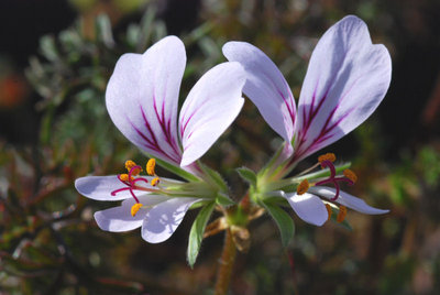 Pelargonium myrrhifolium 04.JPG
