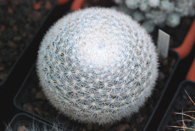 Mammillaria candida 02.JPG