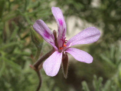 P.abrotanifolium.JPG