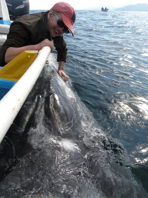 baja-1238.JPG (133.38 KiB) 10537 mal betrachtet Grauwale