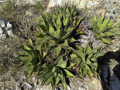 baja-1027.JPG (167.98 KiB) 11386 mal betrachtet Agave margaritae