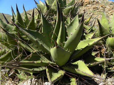 baja-1028.JPG (128.31 KiB) 11386 mal betrachtet Agave margaritae